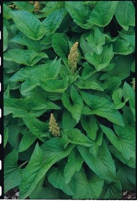 Picture of Good King Henry